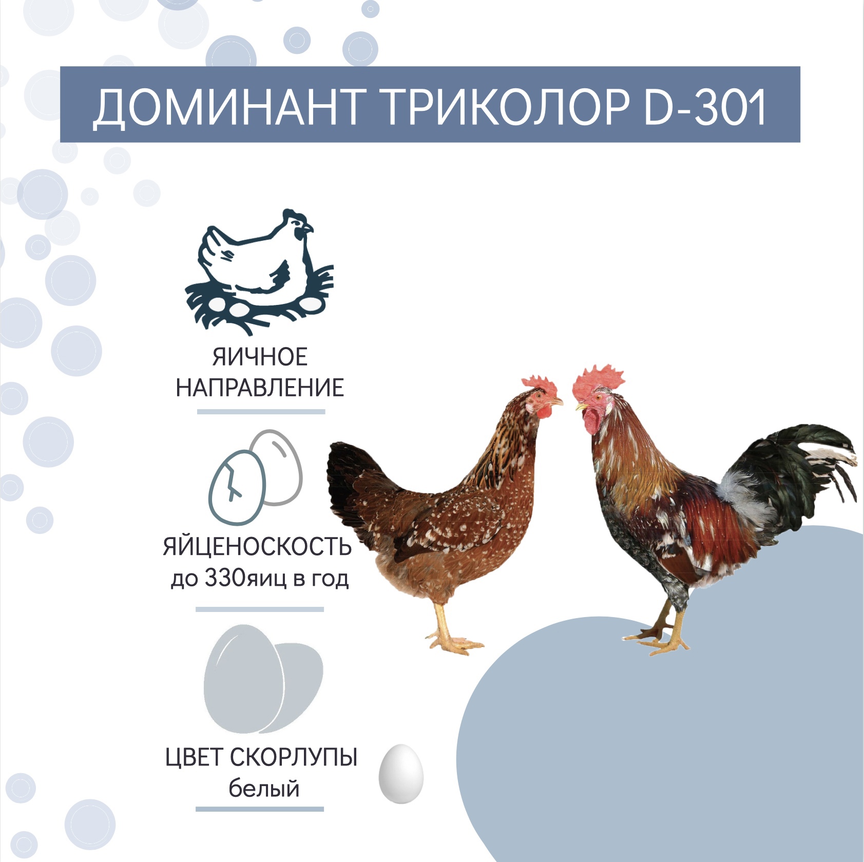 Наша продукция » Инкубатор «Рассвет» Обоянь (ИПХ РАССВЕТ): инкубация и  продажа молодняка сельскохозяйственной птицы